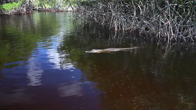 This is a video of an Alligator in the water in the middle of Mangroves.