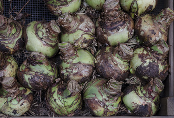 A tray of Amaryllis or hippeastrum bulbs
