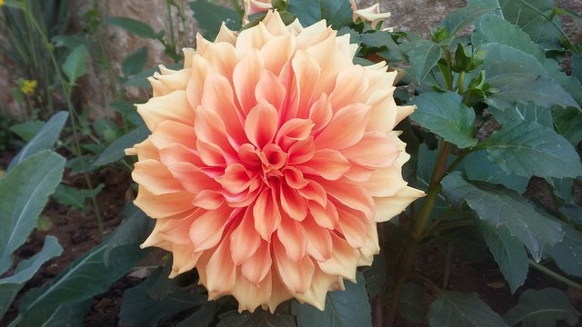 Dahalia