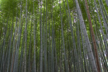 Bamboo Grove standing tall in Arashiyama, Kyoto