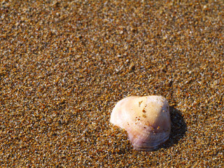 seashell on sand, top view, copy space