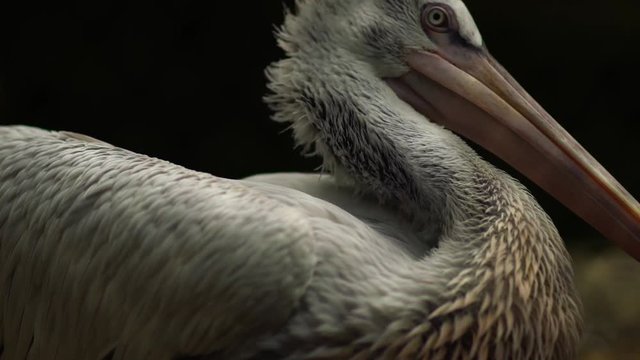 closeup view Spotted-billed Pelecan Bird.