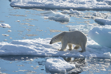 Big polar bear on drift ice edge . © Silver
