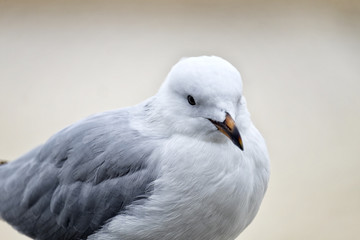 Seagull
