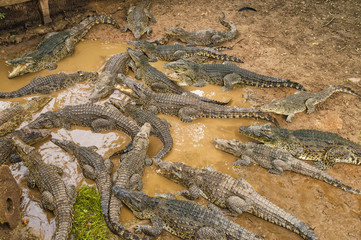 crocodiles on a crocodile farm