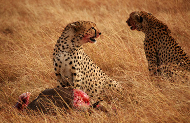 Obraz premium cheetah hunt