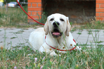 little labrador puppy in the park