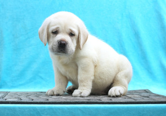 little labrador puppy on a blue background