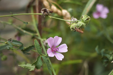 Althea cannabina
