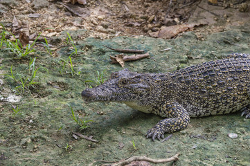 crocodiles on a crocodile farm