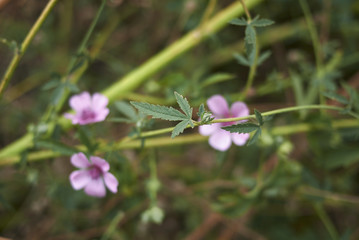 Althea cannabina