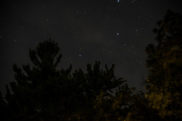 stars above the forest 