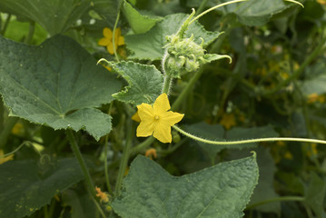 Cucumis sativus