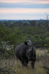 White Rhino - Kruger - South Africa