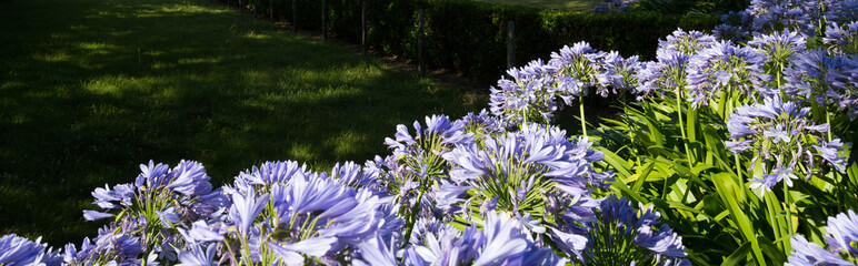 Obraz premium Fleurs agapanthe violettes