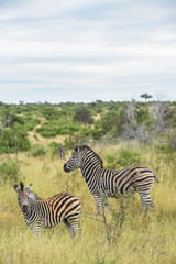 Fototapeta na wymiar Adult Zebra and foal