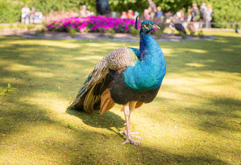 Fototapeta premium Peacock