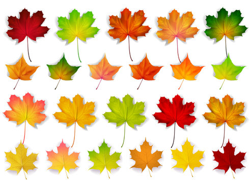 colorful set with autumn leaves, vector illustration