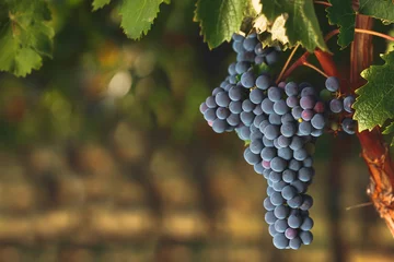 Foto op Canvas Ripe Cabernet grapes on vine growing in a vineyard at sunset time, selective focus, copy space © happyimages