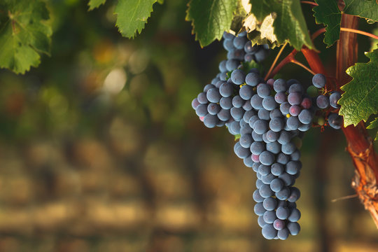 Ripe Cabernet grapes on vine growing in a vineyard at sunset time, selective focus, copy space