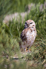 Burrowing Owl
