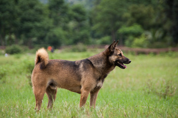 Dog with a background of meadow