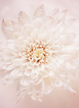 fiore rosa