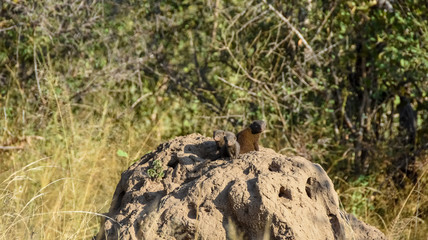 Dwarf Mongoose on ant hill  - Kruger National Park 