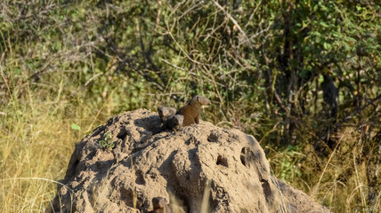 Dwarf Mongoose on ant hill  - Kruger National Park 