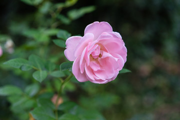 A light pink rose with its leaves