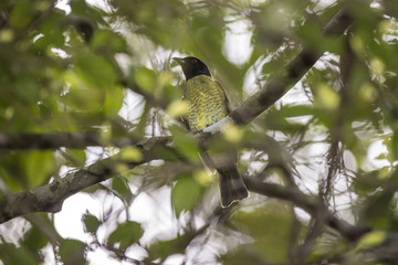 Sabiá-pimenta (Carpornis melanocephala) | Black-headed Berryeater photographed in Linhares, Espírito Santo - Southeast of Brazil. Atlantic Forest Biome.