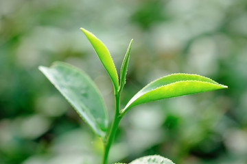 Fresh Green tea leaves in a tea plantation at morning sunlight. Nature of Chiang Rai, Thailand