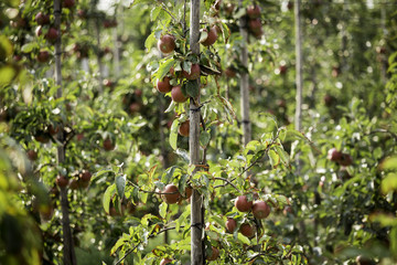 Red apples on the branches
