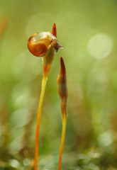 Snail on moss