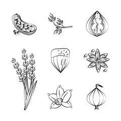 Obraz premium Herbs and spices icons over white background vector illustration graphic design