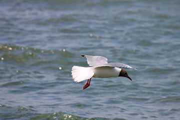 Lachmöwe fliegt über der Nordsee