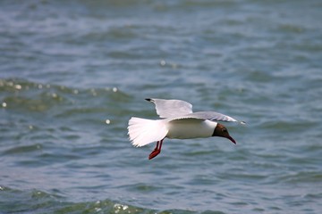 Lachmöwe fliegt über der Nordsee