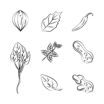 Herbs and spices icons over white background vector illustration graphic design