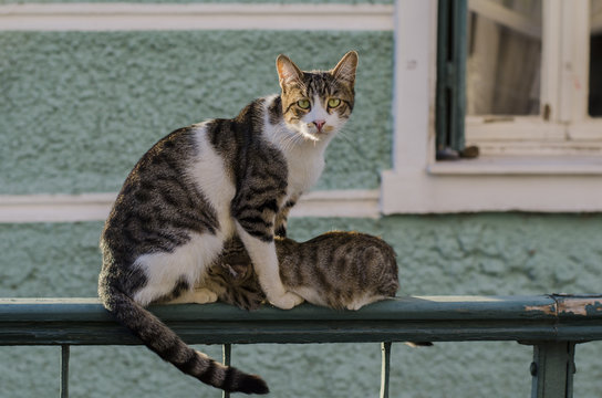 kedi