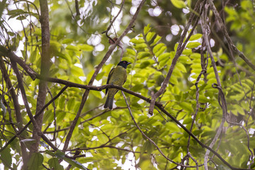 Sabiá-pimenta (Carpornis melanocephala) | Black-headed Berryeater photographed in Linhares, Espírito Santo - Southeast of Brazil. Atlantic Forest Biome.