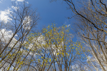 Obraz premium Trees in spring in the woods, view up