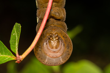 Pandora Sphinx Moth Larva