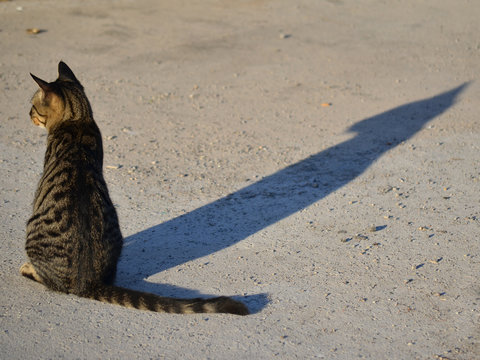 kedi ve g&ouml;lgesi
