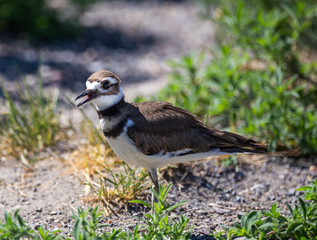 Killdeer