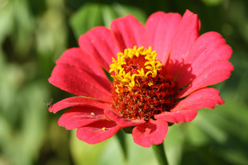 Blüte rote Rudbeckia, Zinnie, Sonnenhut