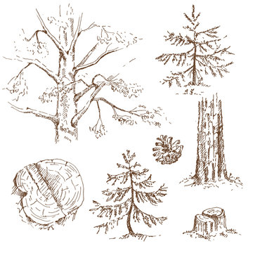 Hand drawn set of coniferous trees. Sketch, vector illustration.