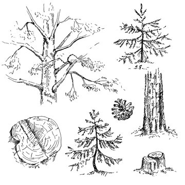 Hand drawn set of coniferous trees. Sketch, vector illustration.