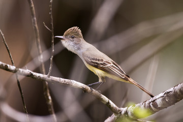 Maria-cavaleira (Myiarchus ferox) | Short-crested Flycatcher photographed in Linhares, Espírito Santo - Southeast of Brazil. Atlantic Forest Biome.
