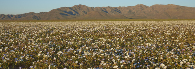 Flowers in the Atacama Desert. Carpet of white Nolana flowers (Nolana baccata) in bloom after rare...
