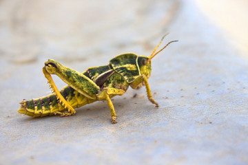 green and yellow grasshopper animal 